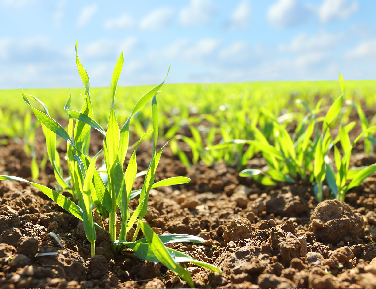 Wheat Unifert Kenya Limited