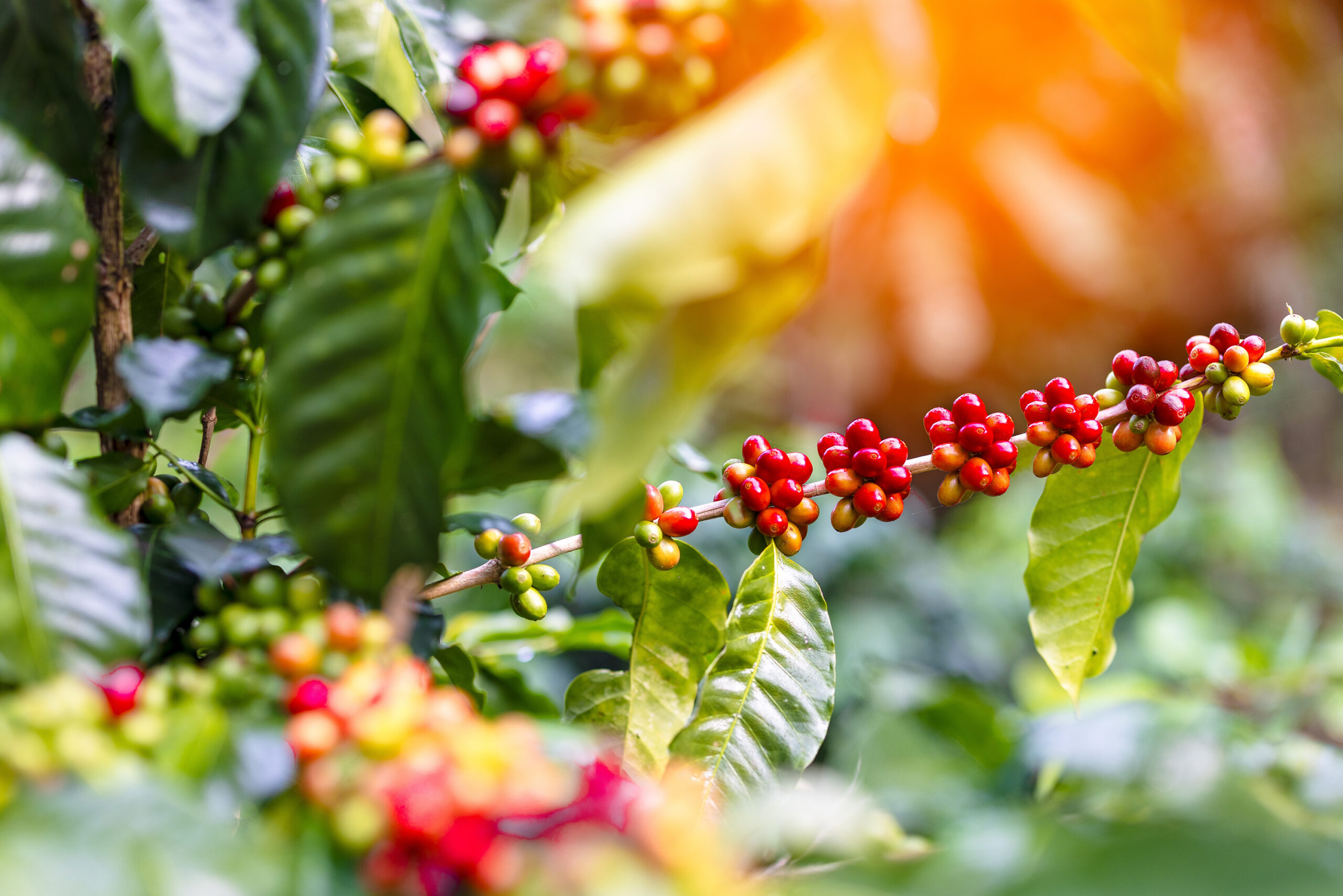 Coffee Unifert Kenya Limited