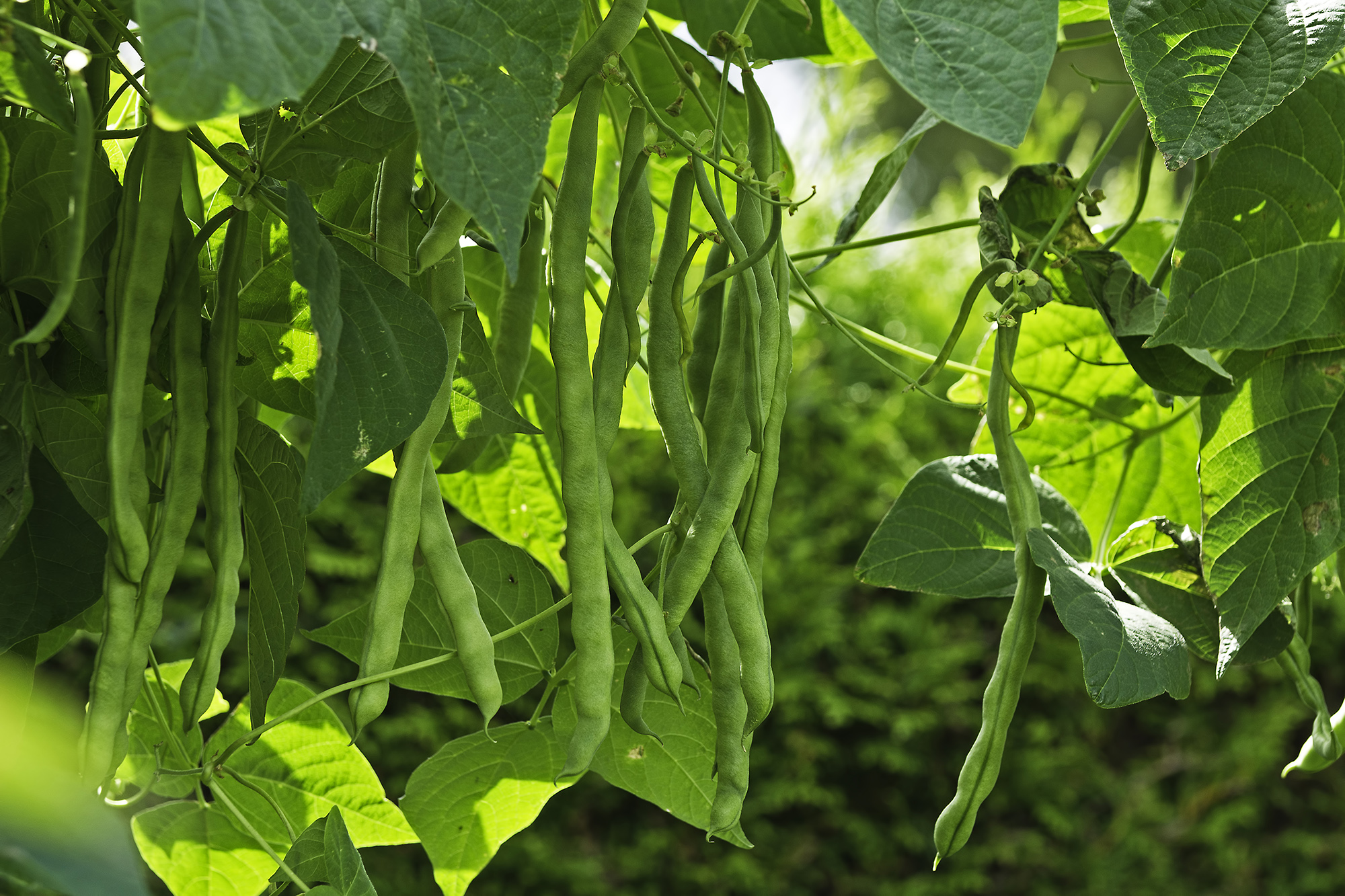 French Beans Unifert Kenya