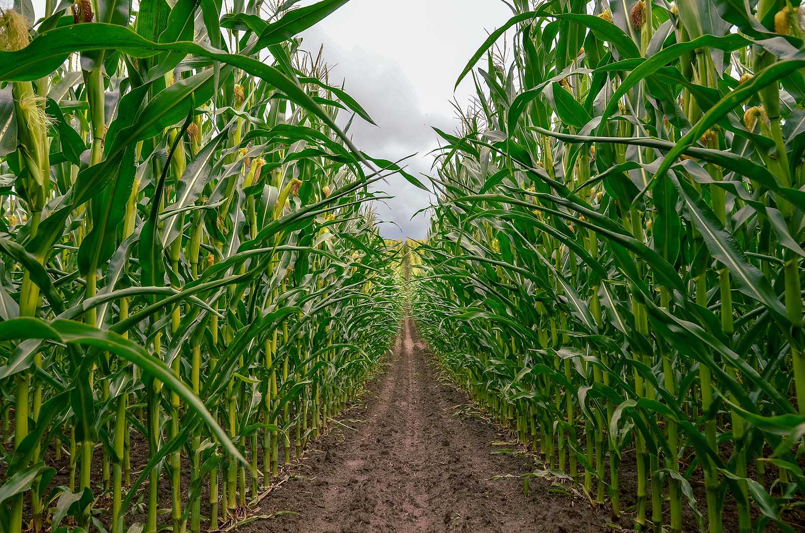 Full Maize Unifert Kenya Limited
