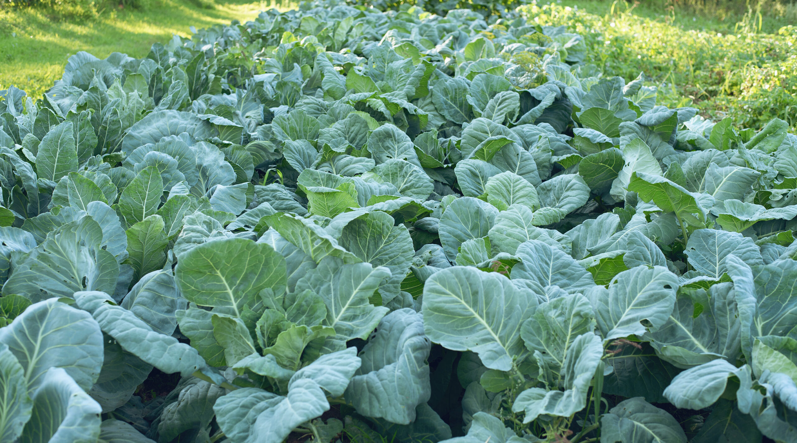 Kale Unifert Kenya Limited
