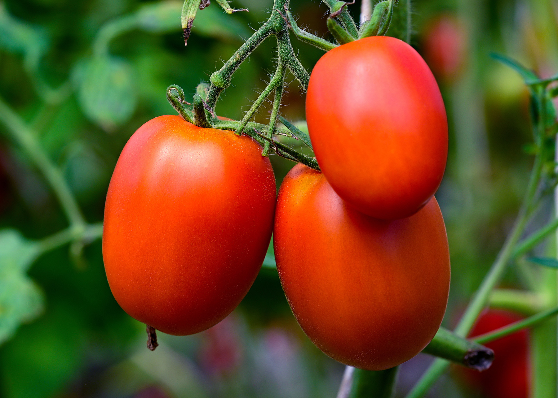 Tomato Unifert Kenya Limited