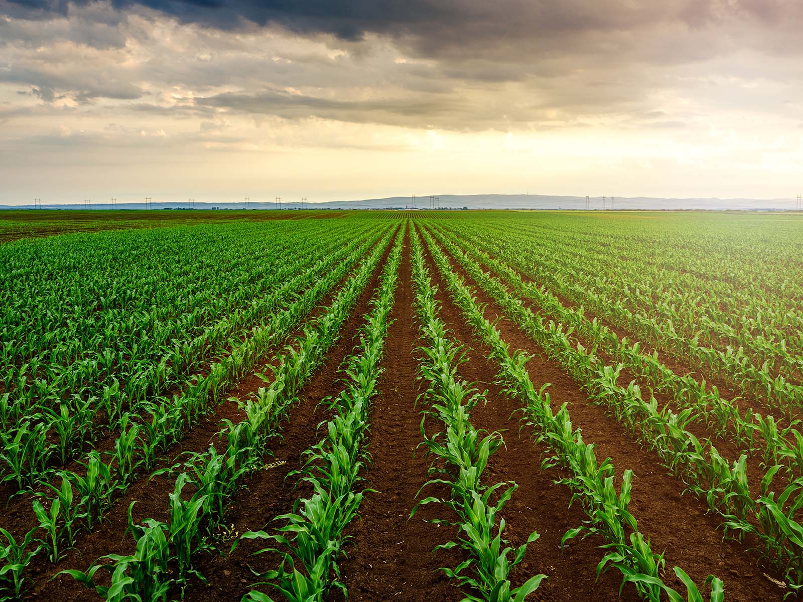 Maize Farm Unifert Kenya