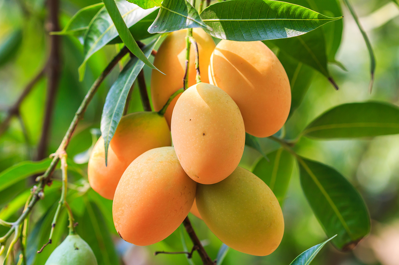 Mangoes Unifert Kenya Limited