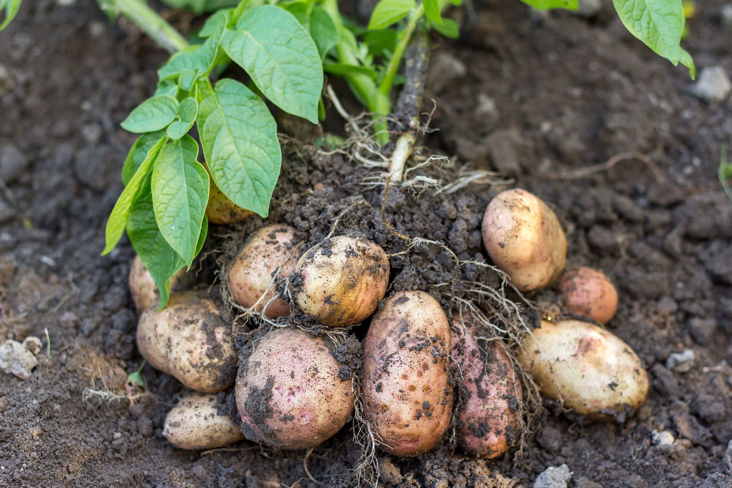 Potatoes Unifert Kenya Limited