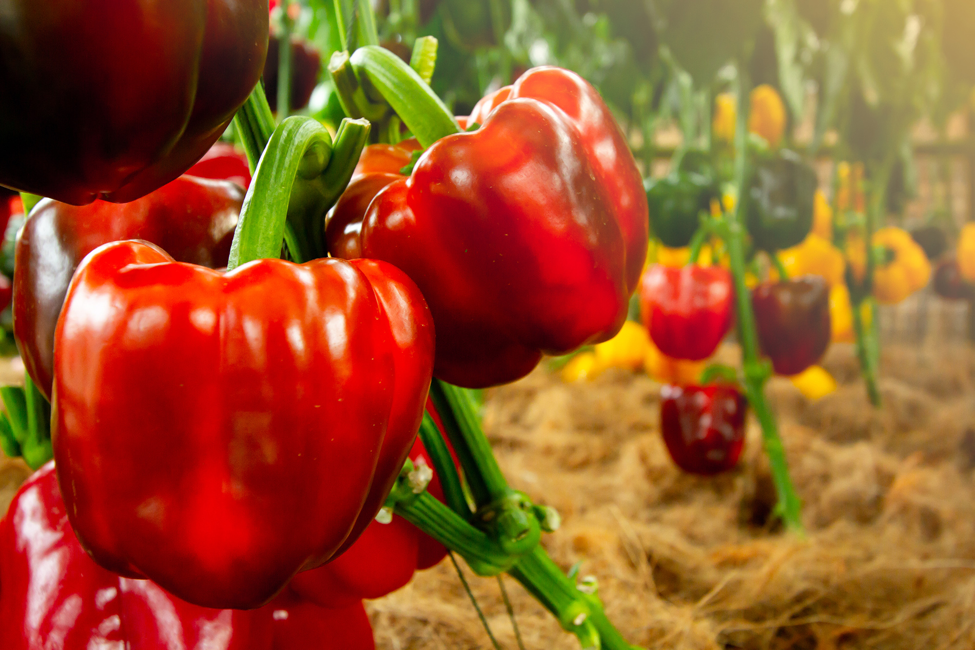 Red Capsicums Unifert Kenya Limited