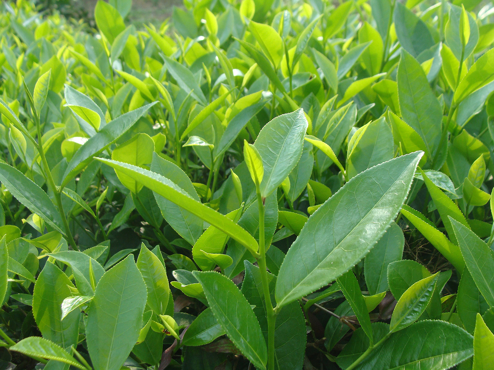 Tea Unifert Kenya Limited
