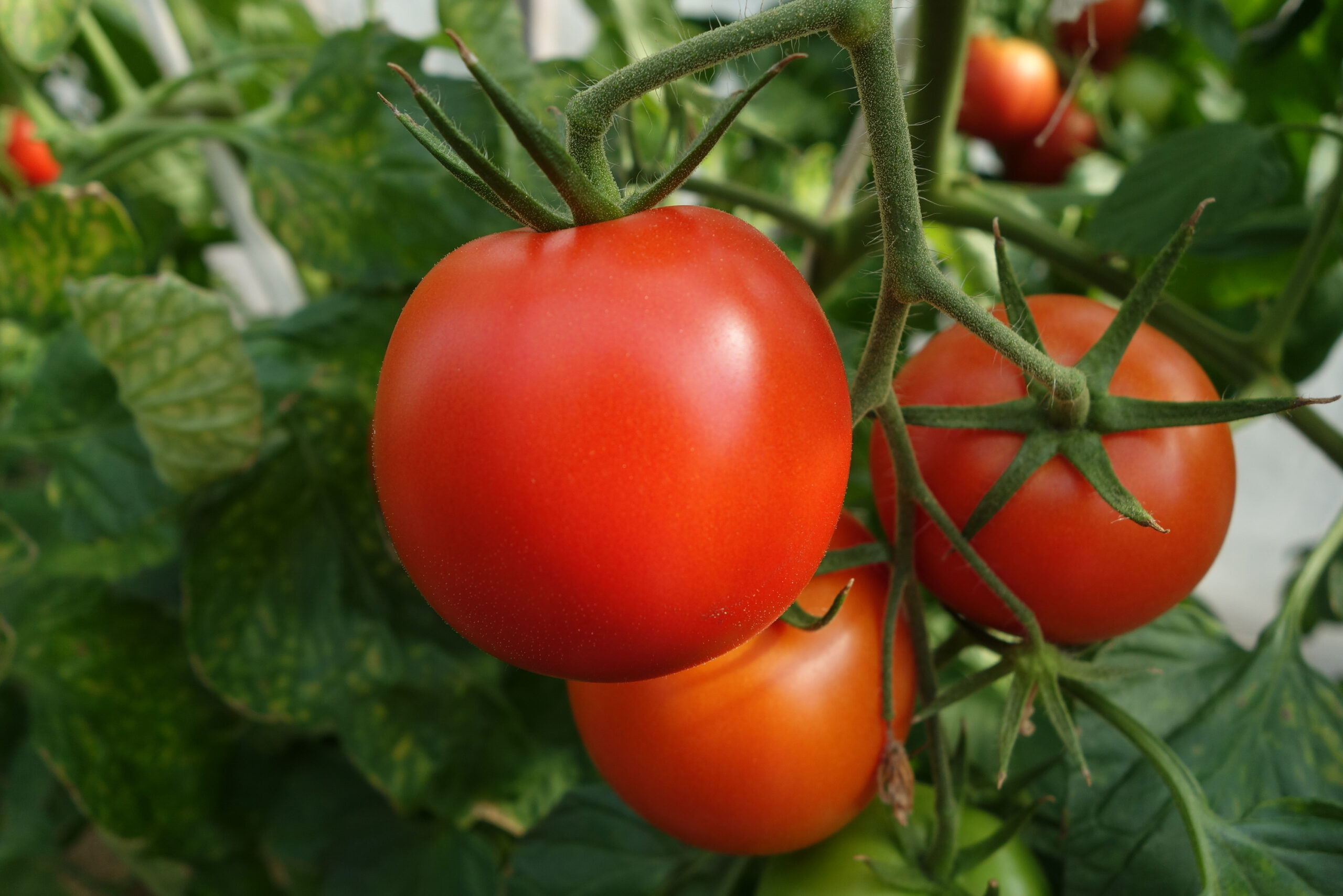 Tomato Unifert Kenya Limited