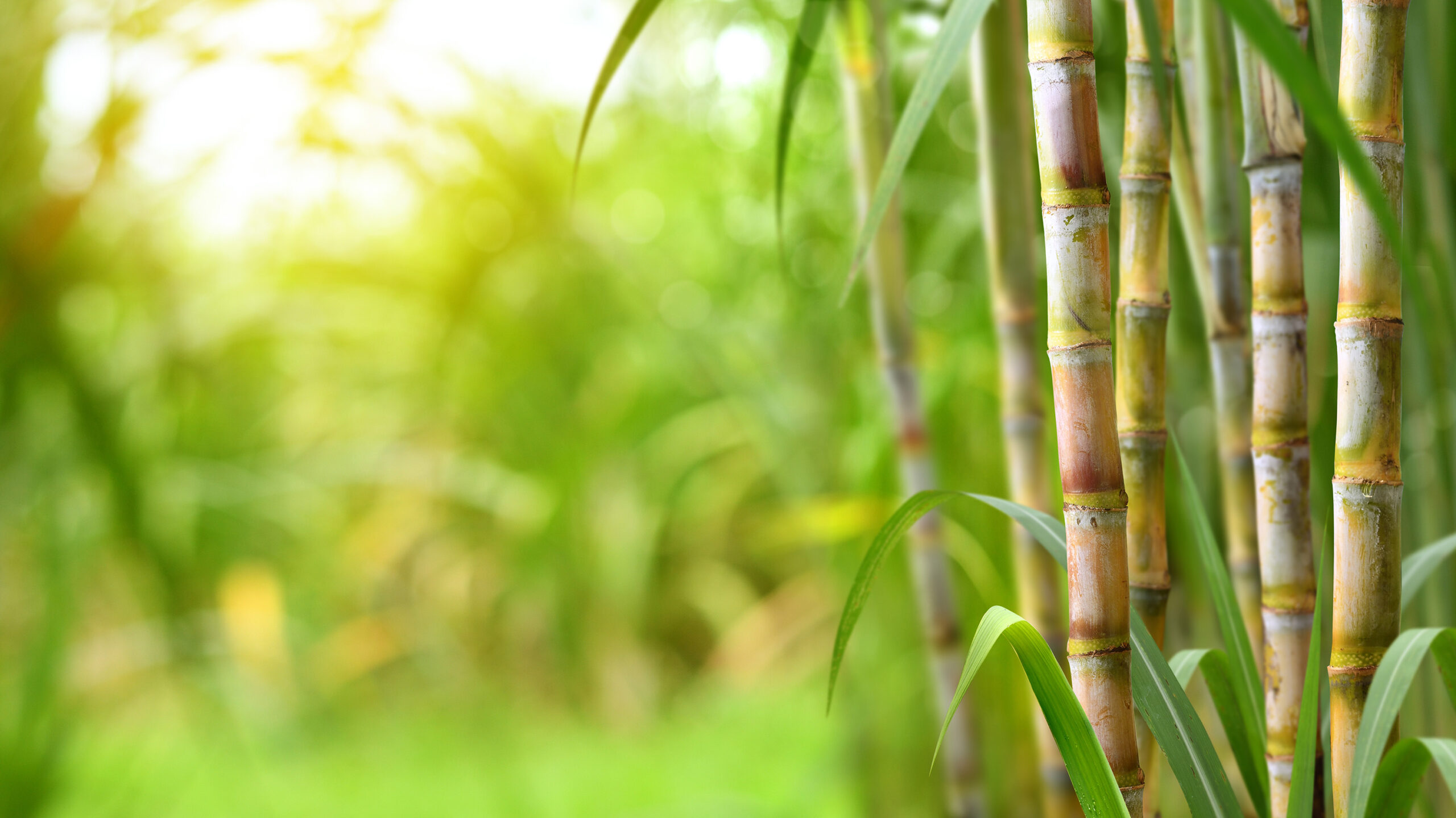 Sugarcane Unifert Kenya Limited